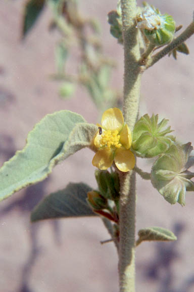 Horsfordia newberryi