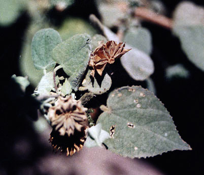 Horsfordia newberryi