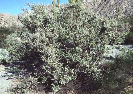 Condea albida (Kunth) Harley & J.F.B.Pastore