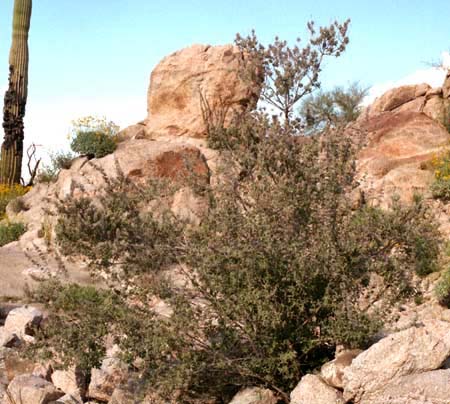 Condea albida (Kunth) Harley & J.F.B.Pastore