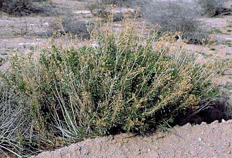 Isocoma acradenia var. acradenia