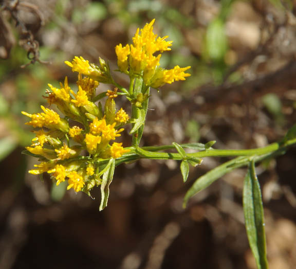 Isocoma acradenia var. acradenia