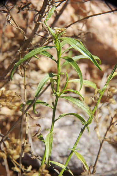 Isocoma acradenia var. acradenia