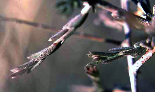 Krameria bicolor