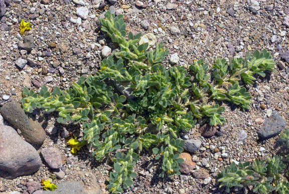 Acmispon brachycarpus