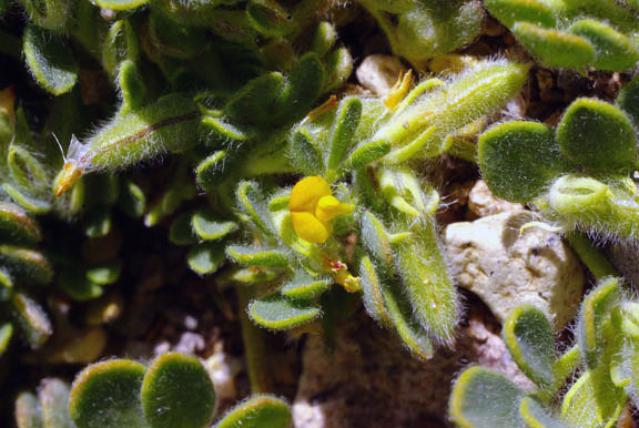 Acmispon brachycarpus