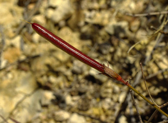 Acmispon rigidus (Bentham) Brouillet