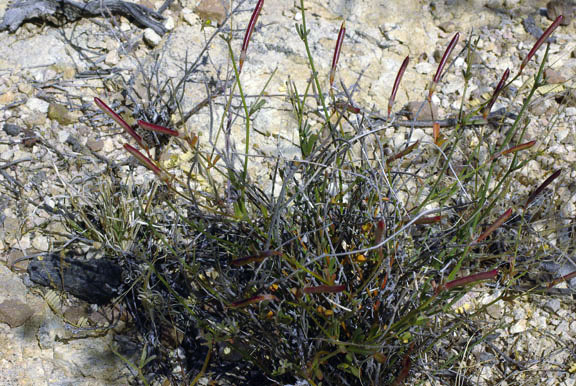 Acmispon rigidus (Bentham) Brouillet