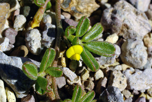 Acmispon strigosus (Nuttall) Brouillet