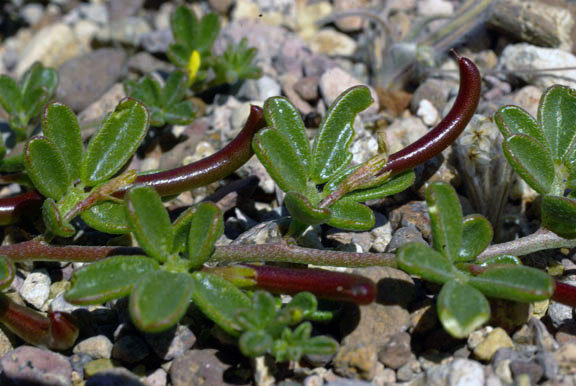 Acmispon strigosus (Nuttall) Brouillet