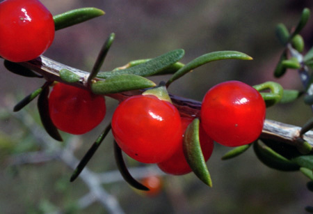 Lycium berlandieri Dunal var.longistylum C.L. Hitchcock