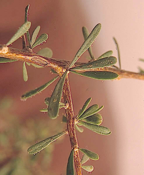 Lycium berlandieri Dunal var.longistylum C.L. Hitchcock