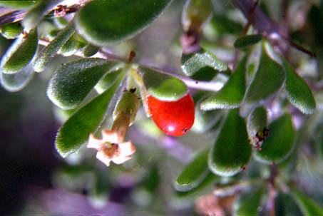 Lycium fremontii v.fremontii