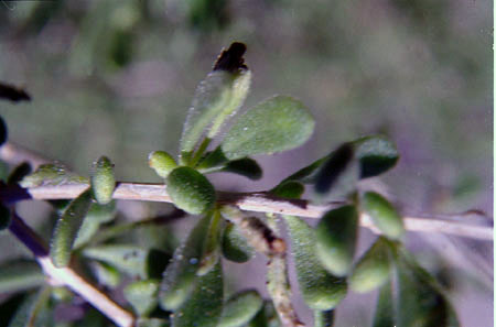 Lycium fremontii v.fremontii