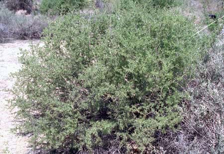 Lycium fremontii v.fremontii