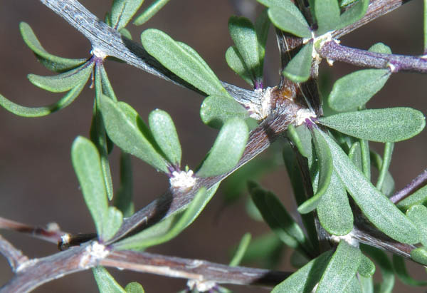 Lycium berlandieri Dunal var.longistylum C.L. Hitchcock