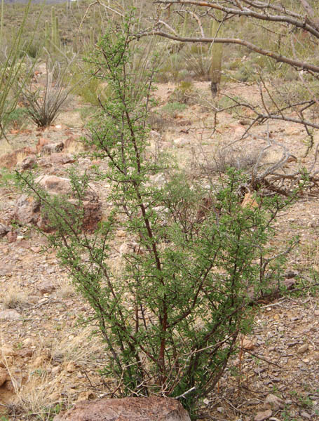 Lycium berlandieri Dunal var.longistylum C.L. Hitchcock