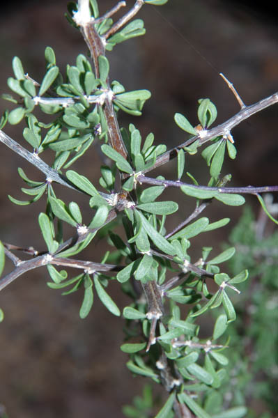 Lycium berlandieri Dunal var.longistylum C.L. Hitchcock