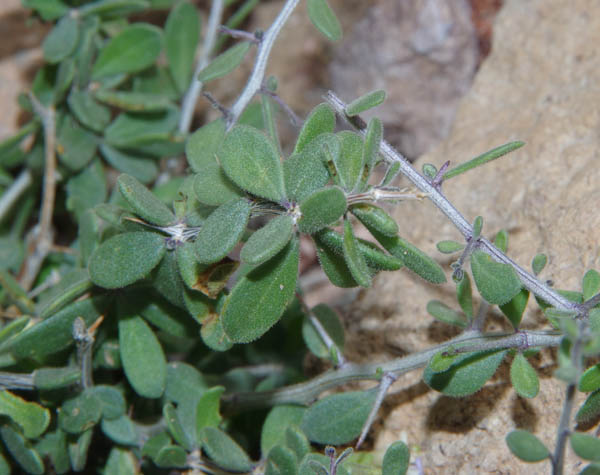 Lycium exsertum A. Gray
