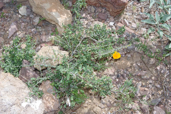 Lycium exsertum A. Gray