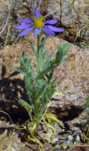 Leucosyris arizonica (B.L.Turner & D.B.Horne) Pruski & R.L. Hartmann