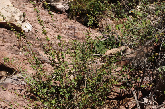 Malvastrum bicuspidatum ssp.bicuspidatum