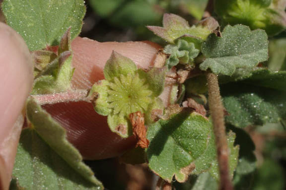 Malvastrum bicuspidatum ssp.bicuspidatum