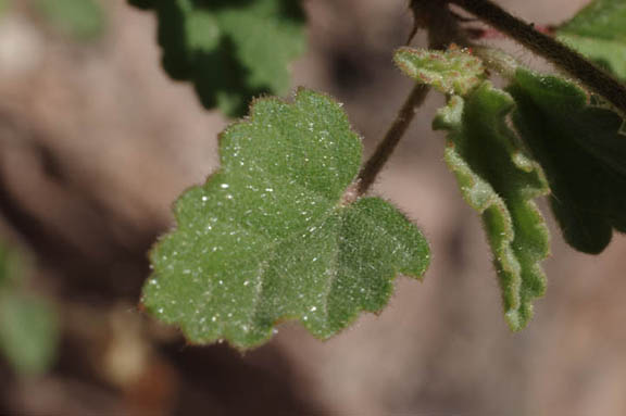 Malvastrum bicuspidatum ssp.bicuspidatum