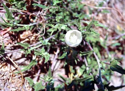 Malvella sagittifolia