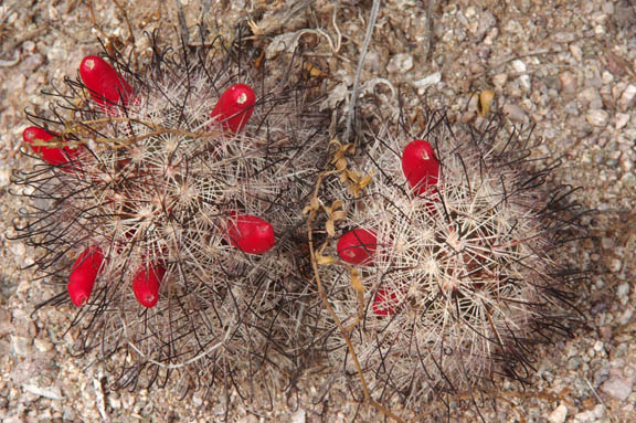 Mammillaria tetrancistra