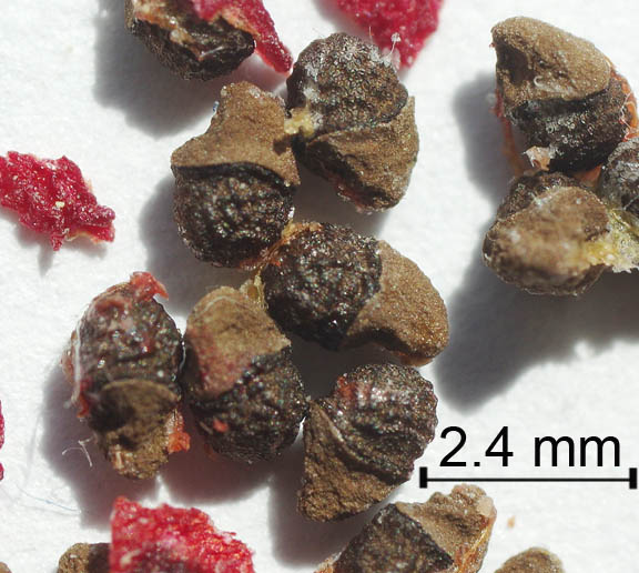 Mammillaria tetrancistra