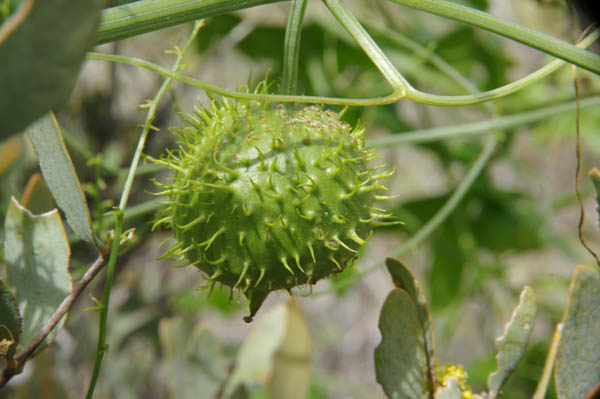 Marah gilensis (Greene) Greene