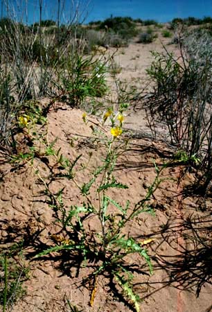 Mentzelia longiloba J. Darlington v. longiloba 