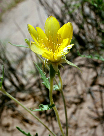 Mentzelia longiloba J. Darlington v. longiloba 