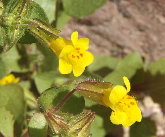 Erythranthe cordata (Greene) G.L.Nesom