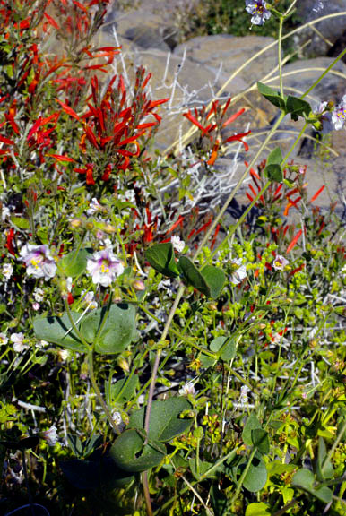 Mirabilis laevis v.villosa