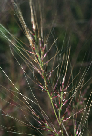 Muhlenbergia microsperma