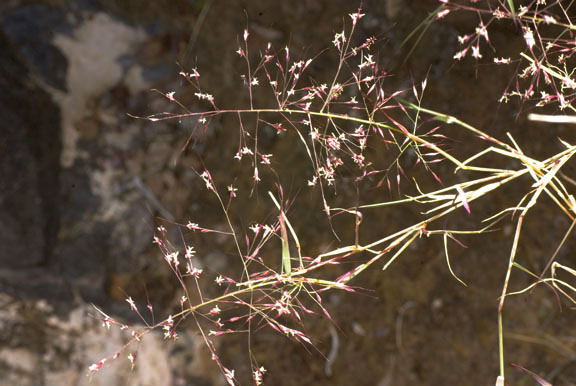 Muhlenbergia porteri