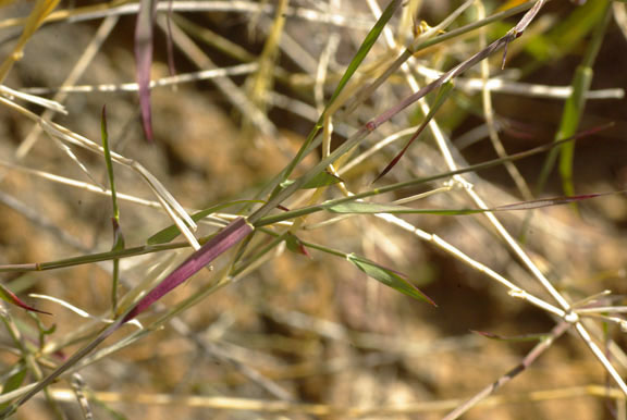 Muhlenbergia porteri