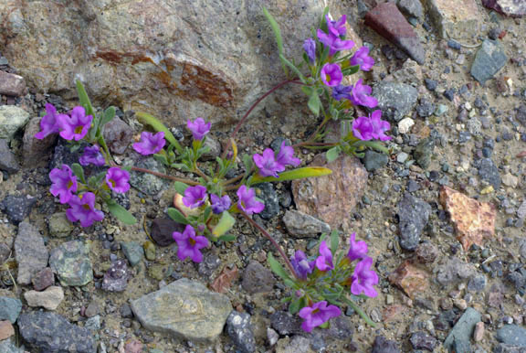 Nama demissum v.demissum