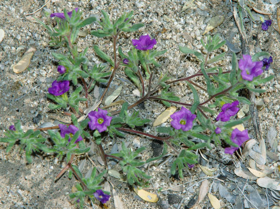 Nama demissum v.demissum