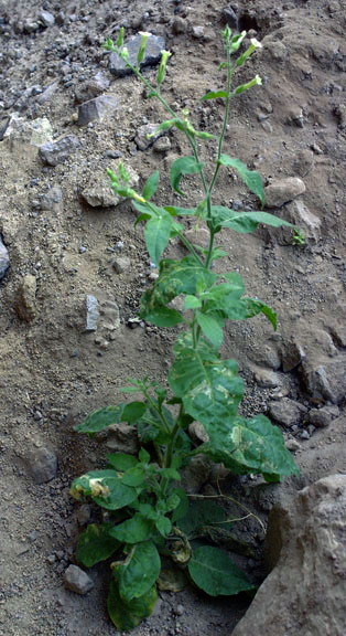 Nicotiana obtusifolia 