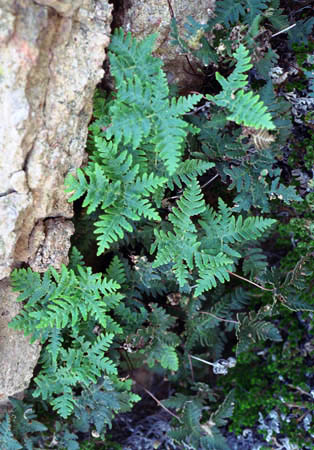 Notholaena standleyi Maxon