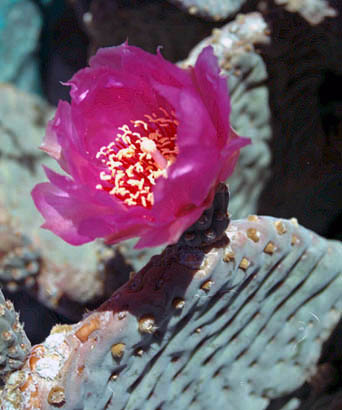 Opuntia basilaris v.basilaris