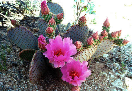 Opuntia basilaris v.basilaris