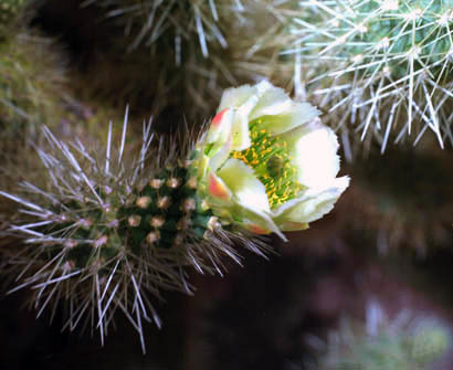 Cylindropuntia bigelovii