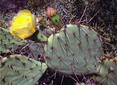 Opuntia engelmannii var. engelmannii