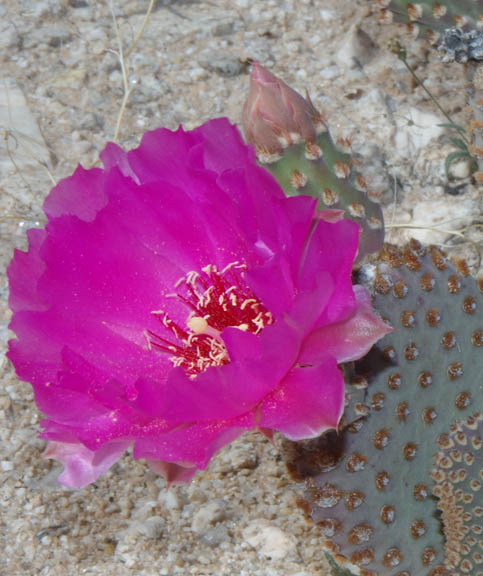 Opuntia basilaris v.basilaris