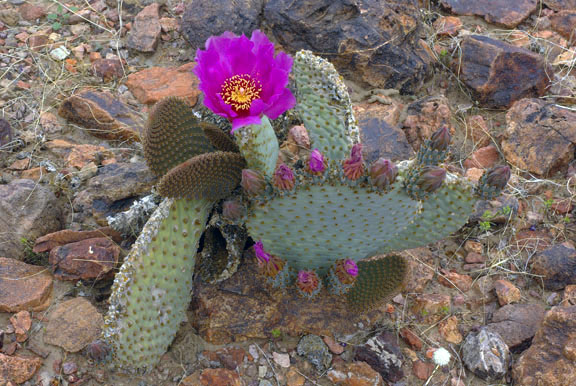Opuntia basilaris v.basilaris