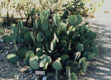 Opuntia engelmannii var.flavispina